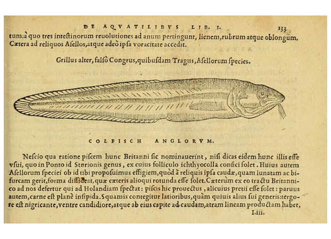 Reproducción/Reproduction 6418693597: Petri Bellonii Cenomani De aquatilibus, libri duo cum [epsilon, iota] conibus ad viuam ipsorum effigiem, quoad eius fieri potuit, expressis ... Parisiis,Apud C. Stephanum,1553