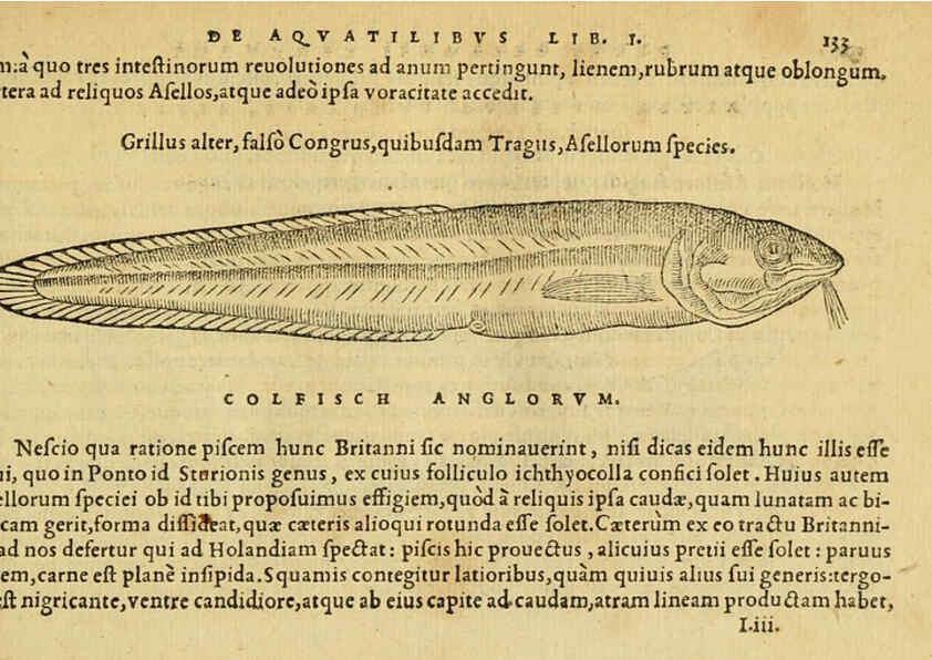 Reproducción/Reproduction 6418693597: Petri Bellonii Cenomani De aquatilibus, libri duo cum [epsilon, iota] conibus ad viuam ipsorum effigiem, quoad eius fieri potuit, expressis ... Parisiis,Apud C. Stephanum,1553