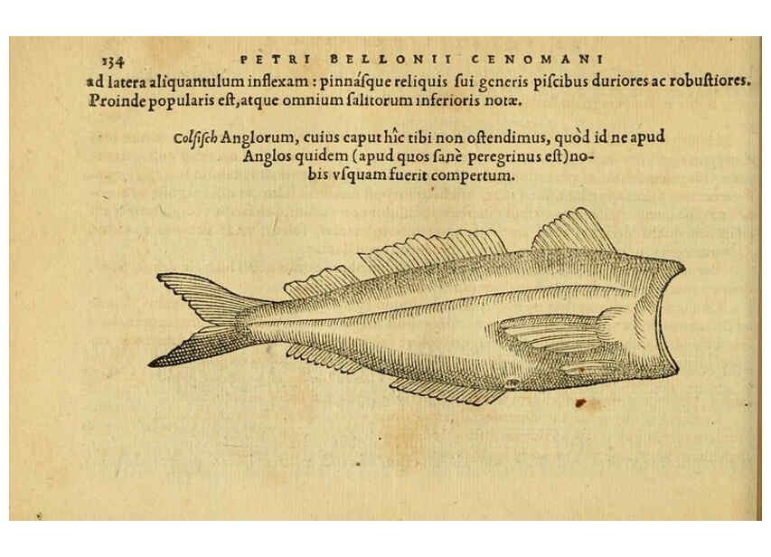 Reproducción/Reproduction 6418693889: Petri Bellonii Cenomani De aquatilibus, libri duo cum [epsilon, iota] conibus ad viuam ipsorum effigiem, quoad eius fieri potuit, expressis ... Parisiis,Apud C. Stephanum,1553