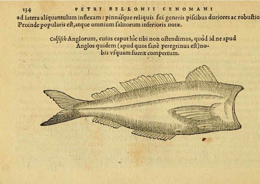 Reproducción/Reproduction 6418693889: Petri Bellonii Cenomani De aquatilibus, libri duo cum [epsilon, iota] conibus ad viuam ipsorum effigiem, quoad eius fieri potuit, expressis ... Parisiis,Apud C. Stephanum,1553