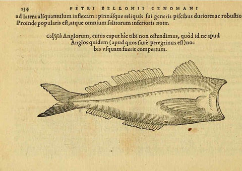 Reproducción/Reproduction 6418693889: Petri Bellonii Cenomani De aquatilibus, libri duo cum [epsilon, iota] conibus ad viuam ipsorum effigiem, quoad eius fieri potuit, expressis ... Parisiis,Apud C. Stephanum,1553