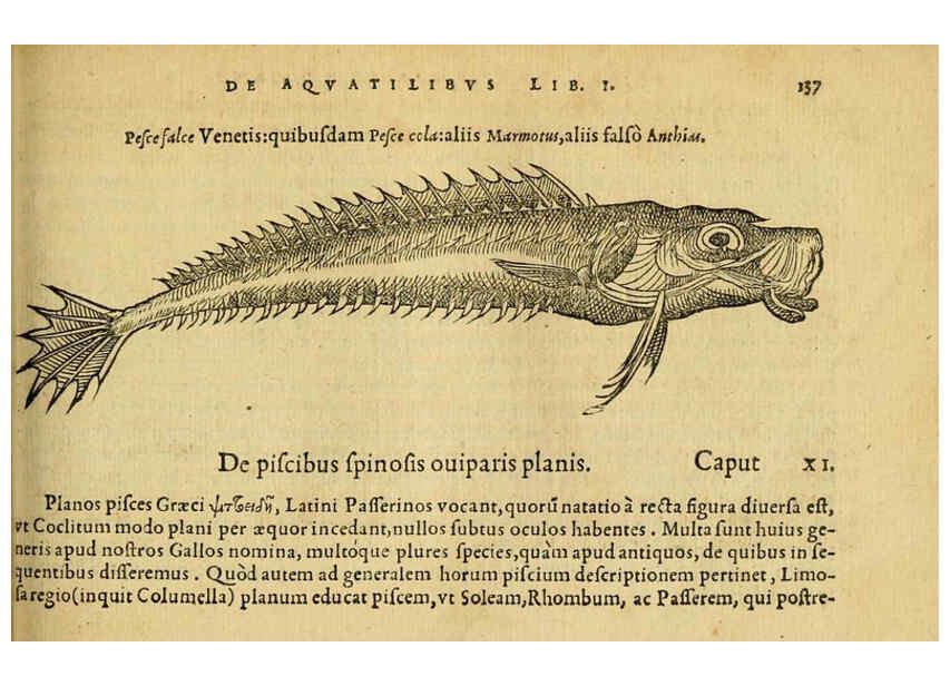 Reproducción/Reproduction 6418694165: Petri Bellonii Cenomani De aquatilibus, libri duo cum [epsilon, iota] conibus ad viuam ipsorum effigiem, quoad eius fieri potuit, expressis ... Parisiis,Apud C. Stephanum,1553