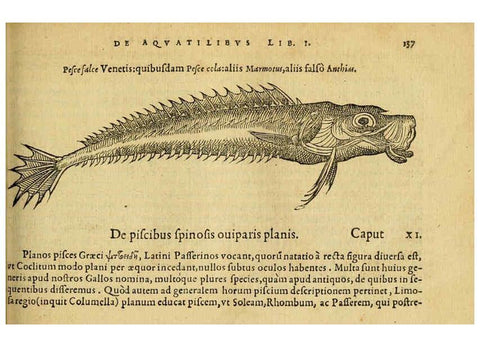 Reproducción/Reproduction 6418694165: Petri Bellonii Cenomani De aquatilibus, libri duo cum [epsilon, iota] conibus ad viuam ipsorum effigiem, quoad eius fieri potuit, expressis ... Parisiis,Apud C. Stephanum,1553