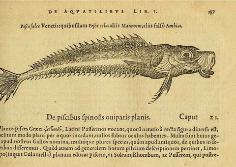Reproducción/Reproduction 6418694165: Petri Bellonii Cenomani De aquatilibus, libri duo cum [epsilon, iota] conibus ad viuam ipsorum effigiem, quoad eius fieri potuit, expressis ... Parisiis,Apud C. Stephanum,1553