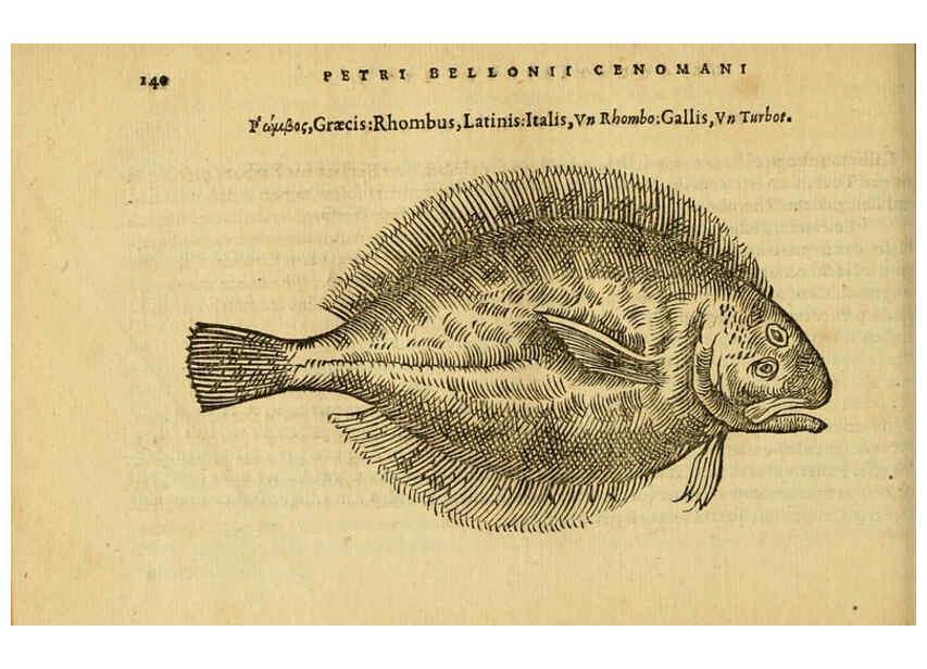 Reproducción/Reproduction 6418694635: Petri Bellonii Cenomani De aquatilibus, libri duo cum [epsilon, iota] conibus ad viuam ipsorum effigiem, quoad eius fieri potuit, expressis ... Parisiis,Apud C. Stephanum,1553