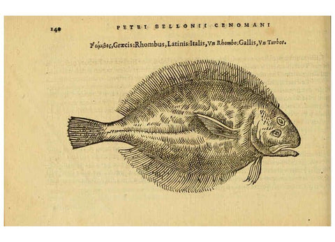 Reproducción/Reproduction 6418694635: Petri Bellonii Cenomani De aquatilibus, libri duo cum [epsilon, iota] conibus ad viuam ipsorum effigiem, quoad eius fieri potuit, expressis ... Parisiis,Apud C. Stephanum,1553