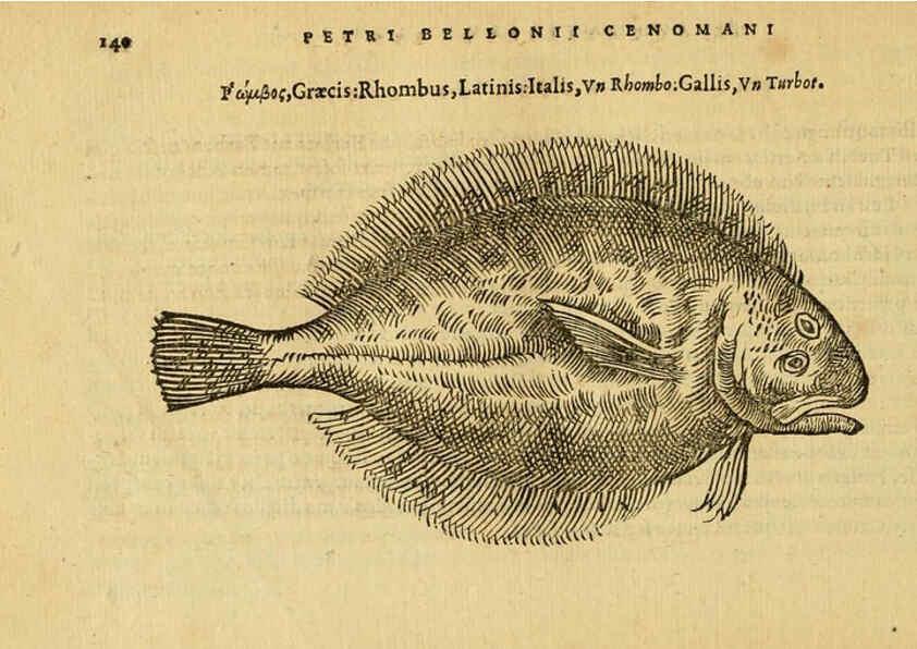 Reproducción/Reproduction 6418694635: Petri Bellonii Cenomani De aquatilibus, libri duo cum [epsilon, iota] conibus ad viuam ipsorum effigiem, quoad eius fieri potuit, expressis ... Parisiis,Apud C. Stephanum,1553