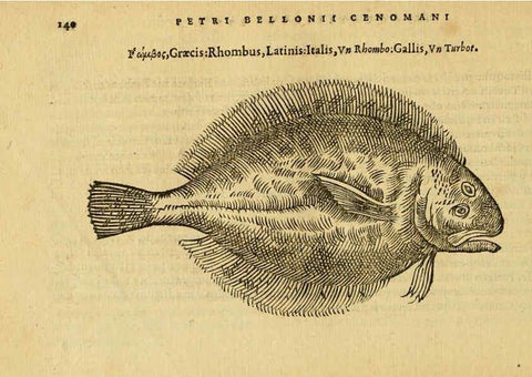 Reproducción/Reproduction 6418694635: Petri Bellonii Cenomani De aquatilibus, libri duo cum [epsilon, iota] conibus ad viuam ipsorum effigiem, quoad eius fieri potuit, expressis ... Parisiis,Apud C. Stephanum,1553