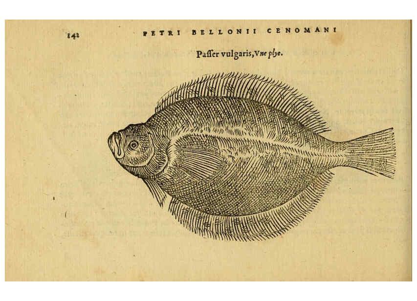 Reproducción/Reproduction 6418694971: Petri Bellonii Cenomani De aquatilibus, libri duo cum [epsilon, iota] conibus ad viuam ipsorum effigiem, quoad eius fieri potuit, expressis ... Parisiis,Apud C. Stephanum,1553