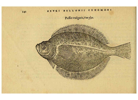 Reproducción/Reproduction 6418694971: Petri Bellonii Cenomani De aquatilibus, libri duo cum [epsilon, iota] conibus ad viuam ipsorum effigiem, quoad eius fieri potuit, expressis ... Parisiis,Apud C. Stephanum,1553