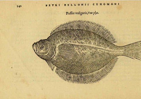 Reproducción/Reproduction 6418694971: Petri Bellonii Cenomani De aquatilibus, libri duo cum [epsilon, iota] conibus ad viuam ipsorum effigiem, quoad eius fieri potuit, expressis ... Parisiis,Apud C. Stephanum,1553