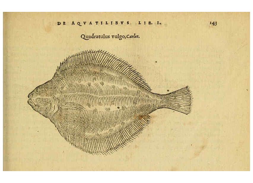 Reproducción/Reproduction 6418695453: Petri Bellonii Cenomani De aquatilibus, libri duo cum [epsilon, iota] conibus ad viuam ipsorum effigiem, quoad eius fieri potuit, expressis ... Parisiis,Apud C. Stephanum,1553