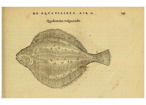 Reproducción/Reproduction 6418695453: Petri Bellonii Cenomani De aquatilibus, libri duo cum [epsilon, iota] conibus ad viuam ipsorum effigiem, quoad eius fieri potuit, expressis ... Parisiis,Apud C. Stephanum,1553