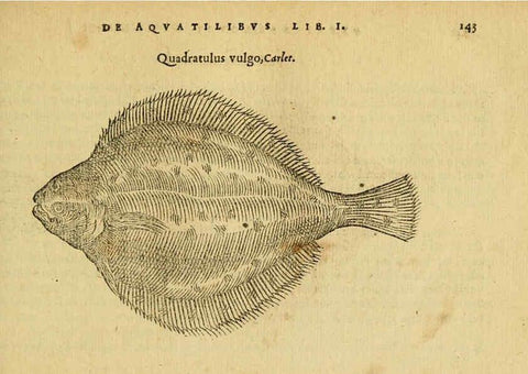 Reproducción/Reproduction 6418695453: Petri Bellonii Cenomani De aquatilibus, libri duo cum [epsilon, iota] conibus ad viuam ipsorum effigiem, quoad eius fieri potuit, expressis ... Parisiis,Apud C. Stephanum,1553