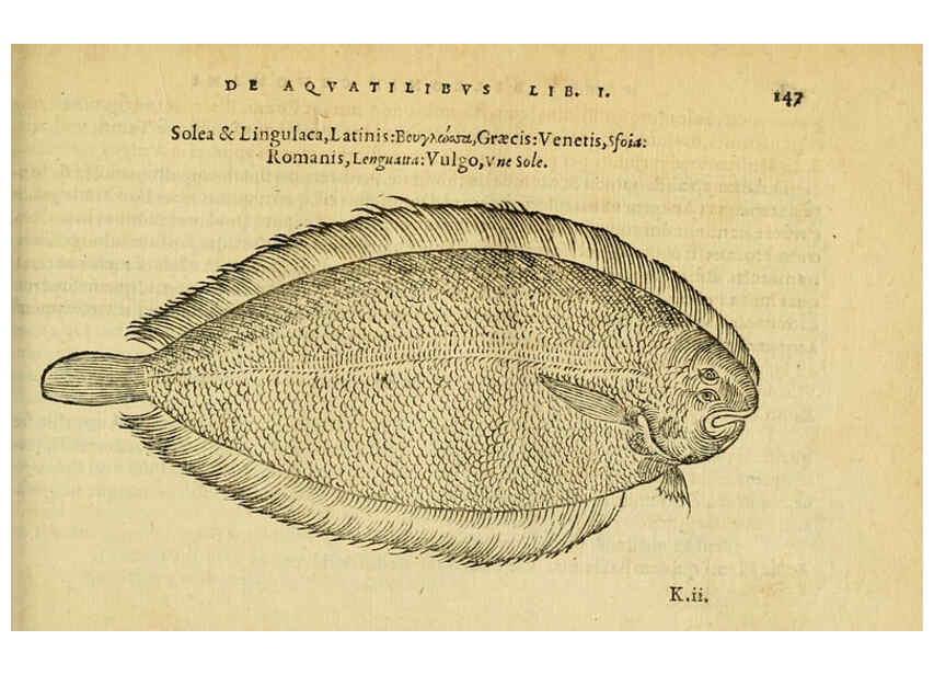 Reproducción/Reproduction 6418695737: Petri Bellonii Cenomani De aquatilibus, libri duo cum [epsilon, iota] conibus ad viuam ipsorum effigiem, quoad eius fieri potuit, expressis ... Parisiis,Apud C. Stephanum,1553