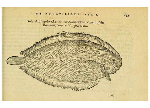 Reproducción/Reproduction 6418695737: Petri Bellonii Cenomani De aquatilibus, libri duo cum [epsilon, iota] conibus ad viuam ipsorum effigiem, quoad eius fieri potuit, expressis ... Parisiis,Apud C. Stephanum,1553