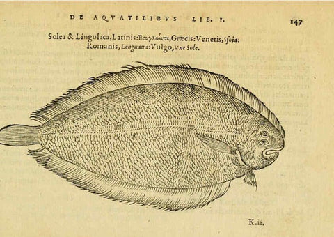 Reproducción/Reproduction 6418695737: Petri Bellonii Cenomani De aquatilibus, libri duo cum [epsilon, iota] conibus ad viuam ipsorum effigiem, quoad eius fieri potuit, expressis ... Parisiis,Apud C. Stephanum,1553