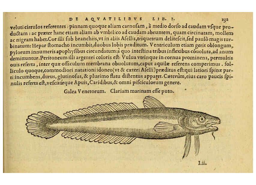 Reproducción/Reproduction 6418693105: Petri Bellonii Cenomani De aquatilibus, libri duo cum [epsilon, iota] conibus ad viuam ipsorum effigiem, quoad eius fieri potuit, expressis ... Parisiis,Apud C. Stephanum,1553
