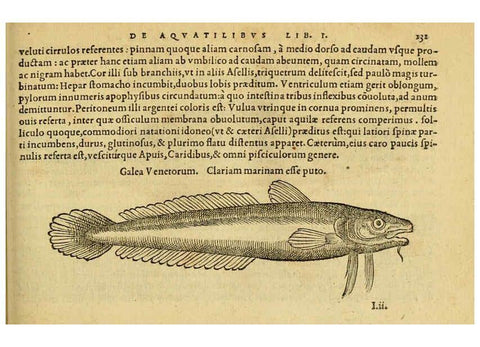 Reproducción/Reproduction 6418693105: Petri Bellonii Cenomani De aquatilibus, libri duo cum [epsilon, iota] conibus ad viuam ipsorum effigiem, quoad eius fieri potuit, expressis ... Parisiis,Apud C. Stephanum,1553