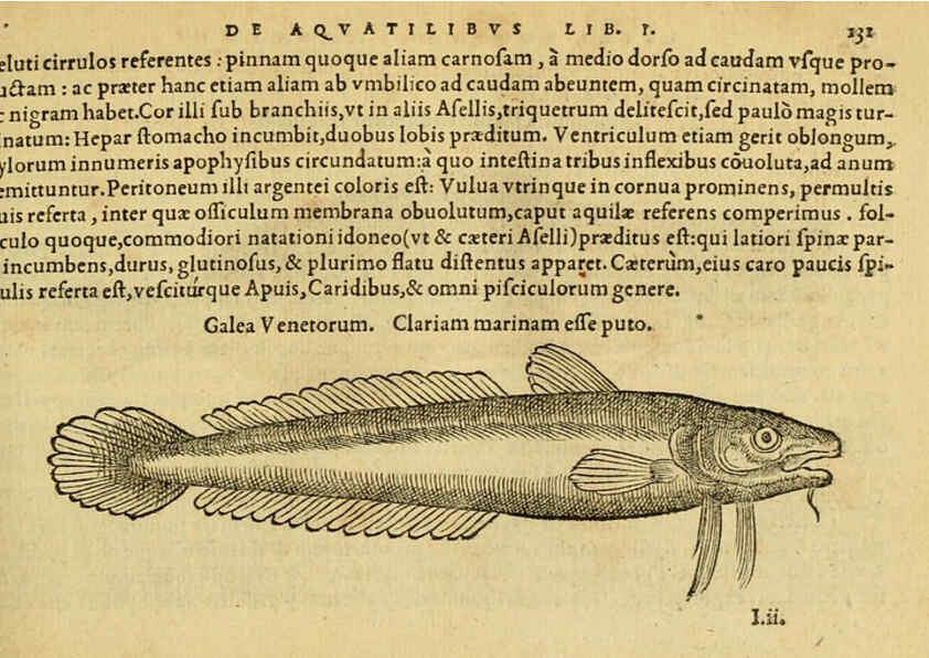 Reproducción/Reproduction 6418693105: Petri Bellonii Cenomani De aquatilibus, libri duo cum [epsilon, iota] conibus ad viuam ipsorum effigiem, quoad eius fieri potuit, expressis ... Parisiis,Apud C. Stephanum,1553