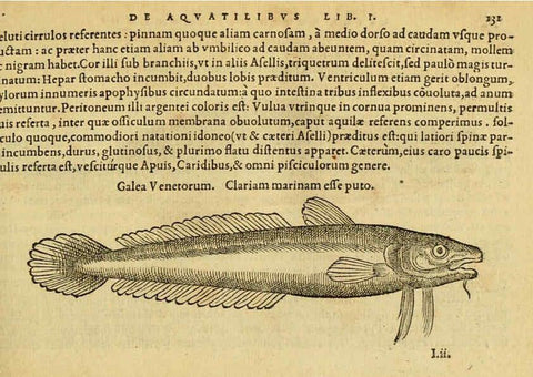 Reproducción/Reproduction 6418693105: Petri Bellonii Cenomani De aquatilibus, libri duo cum [epsilon, iota] conibus ad viuam ipsorum effigiem, quoad eius fieri potuit, expressis ... Parisiis,Apud C. Stephanum,1553