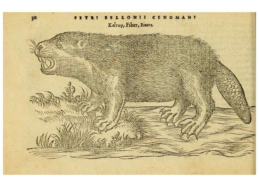 Reproducción/Reproduction 6418673833: Petri Bellonii Cenomani De aquatilibus, libri duo cum [epsilon, iota] conibus ad viuam ipsorum effigiem, quoad eius fieri potuit, expressis ... Parisiis,Apud C. Stephanum,1553