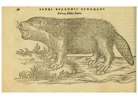 Reproducción/Reproduction 6418673833: Petri Bellonii Cenomani De aquatilibus, libri duo cum [epsilon, iota] conibus ad viuam ipsorum effigiem, quoad eius fieri potuit, expressis ... Parisiis,Apud C. Stephanum,1553