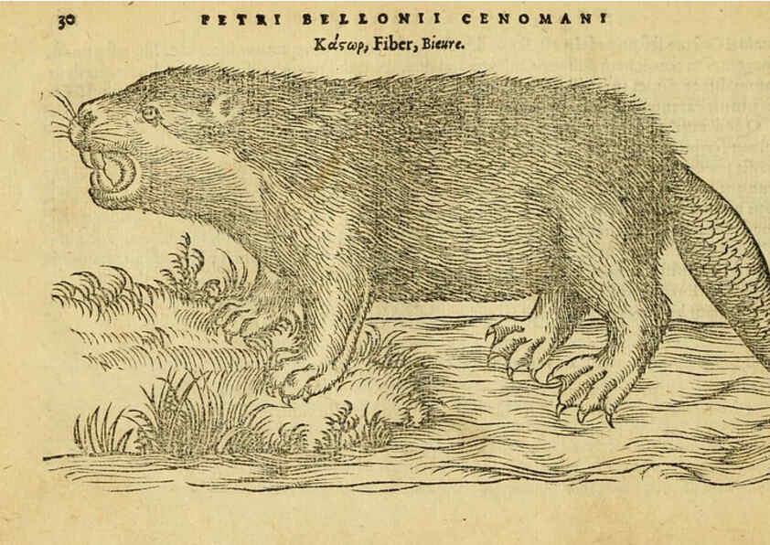Reproducción/Reproduction 6418673833: Petri Bellonii Cenomani De aquatilibus, libri duo cum [epsilon, iota] conibus ad viuam ipsorum effigiem, quoad eius fieri potuit, expressis ... Parisiis,Apud C. Stephanum,1553