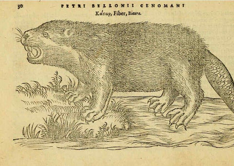 Reproducción/Reproduction 6418673833: Petri Bellonii Cenomani De aquatilibus, libri duo cum [epsilon, iota] conibus ad viuam ipsorum effigiem, quoad eius fieri potuit, expressis ... Parisiis,Apud C. Stephanum,1553