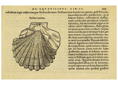Reproducción/Reproduction 6418736319: Petri Bellonii Cenomani De aquatilibus, libri duo cum [epsilon, iota] conibus ad viuam ipsorum effigiem, quoad eius fieri potuit, expressis ... Parisiis,Apud C. Stephanum,1553