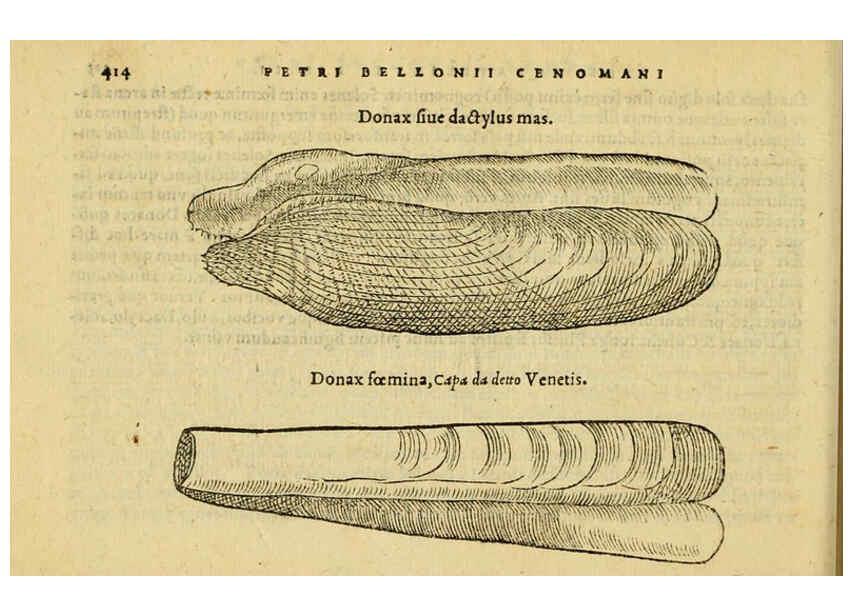 Reproducción/Reproduction 6418736937: Petri Bellonii Cenomani De aquatilibus, libri duo cum [epsilon, iota] conibus ad viuam ipsorum effigiem, quoad eius fieri potuit, expressis ... Parisiis,Apud C. Stephanum,1553