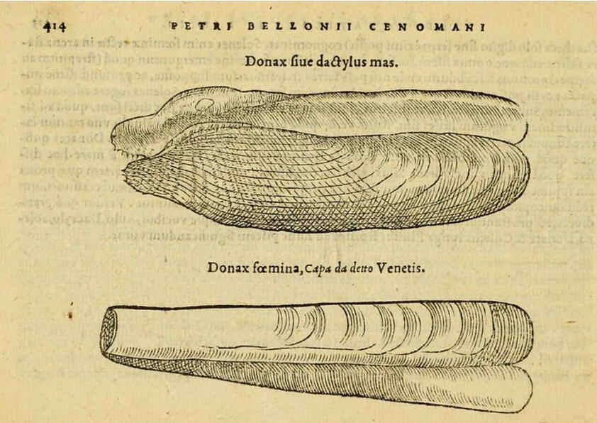 Reproducción/Reproduction 6418736937: Petri Bellonii Cenomani De aquatilibus, libri duo cum [epsilon, iota] conibus ad viuam ipsorum effigiem, quoad eius fieri potuit, expressis ... Parisiis,Apud C. Stephanum,1553