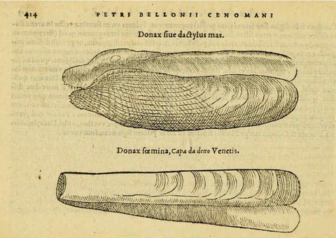 Reproducción/Reproduction 6418736937: Petri Bellonii Cenomani De aquatilibus, libri duo cum [epsilon, iota] conibus ad viuam ipsorum effigiem, quoad eius fieri potuit, expressis ... Parisiis,Apud C. Stephanum,1553