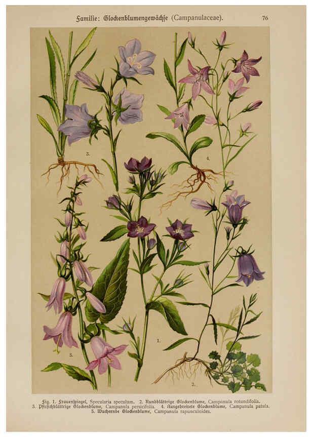 Reproducción/Reproduction 6425021385: Hoffmann-Dennert botanischer Bilderatlas Suttgart,Schweizerbart,1911