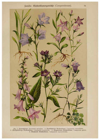 Reproducción/Reproduction 6425021385: Hoffmann-Dennert botanischer Bilderatlas Suttgart,Schweizerbart,1911