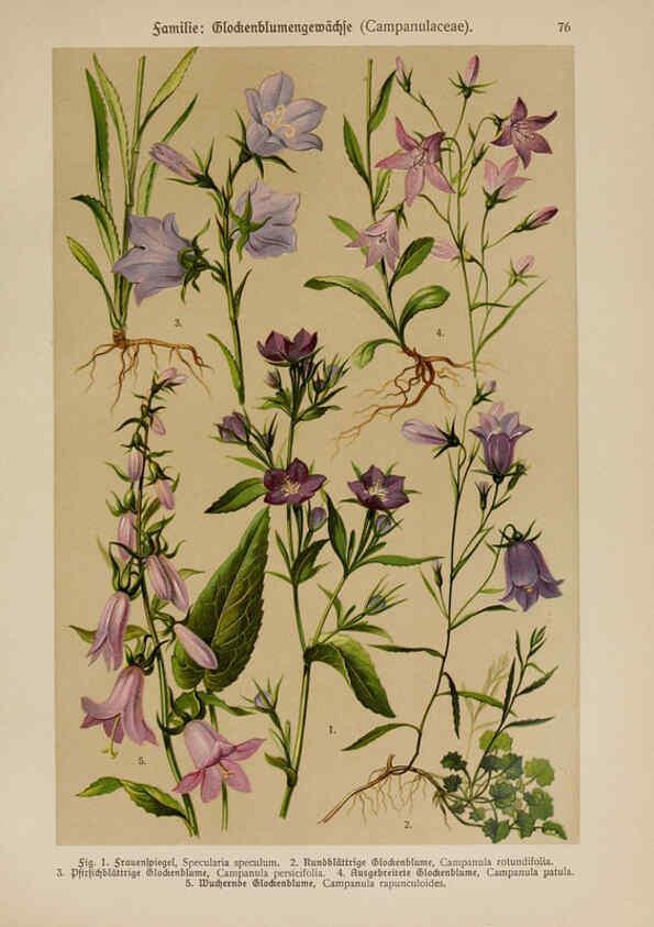 Reproducción/Reproduction 6425021385: Hoffmann-Dennert botanischer Bilderatlas Suttgart,Schweizerbart,1911