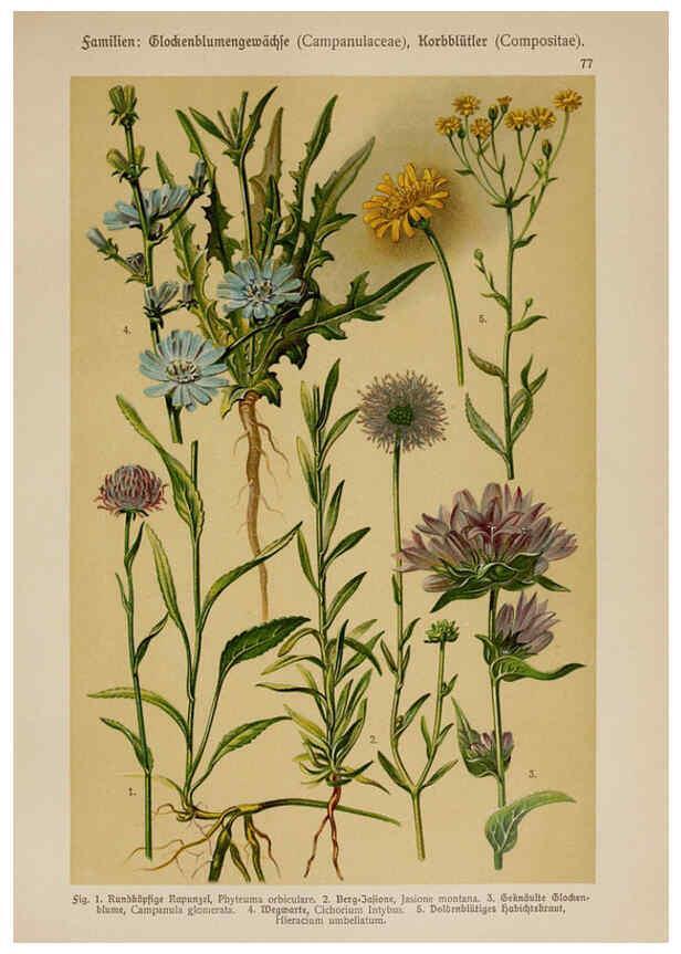 Reproducción/Reproduction 6425022013: Hoffmann-Dennert botanischer Bilderatlas Suttgart,Schweizerbart,1911