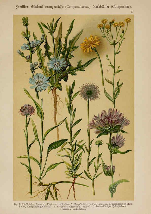 Reproducción/Reproduction 6425022013: Hoffmann-Dennert botanischer Bilderatlas Suttgart,Schweizerbart,1911
