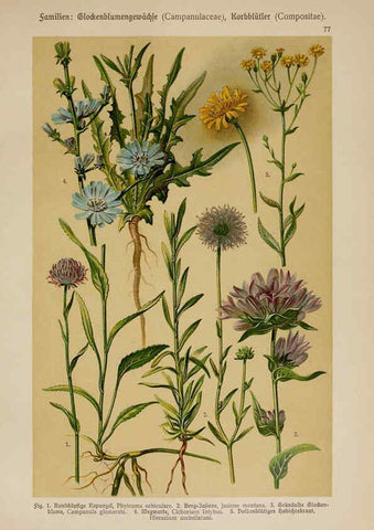 Reproducción/Reproduction 6425022013: Hoffmann-Dennert botanischer Bilderatlas Suttgart,Schweizerbart,1911