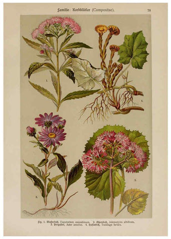 Reproducción/Reproduction 6425022585: Hoffmann-Dennert botanischer Bilderatlas Suttgart,Schweizerbart,1911