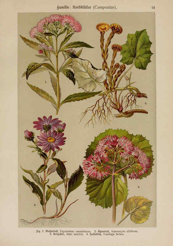 Reproducción/Reproduction 6425022585: Hoffmann-Dennert botanischer Bilderatlas Suttgart,Schweizerbart,1911