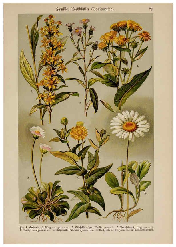 Reproducción/Reproduction 6425023027: Hoffmann-Dennert botanischer Bilderatlas Suttgart,Schweizerbart,1911