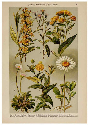 Reproducción/Reproduction 6425023027: Hoffmann-Dennert botanischer Bilderatlas Suttgart,Schweizerbart,1911