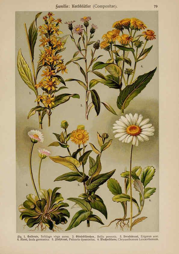 Reproducción/Reproduction 6425023027: Hoffmann-Dennert botanischer Bilderatlas Suttgart,Schweizerbart,1911