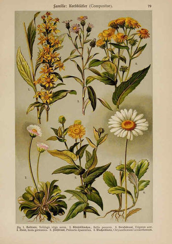 Reproducción/Reproduction 6425023027: Hoffmann-Dennert botanischer Bilderatlas Suttgart,Schweizerbart,1911