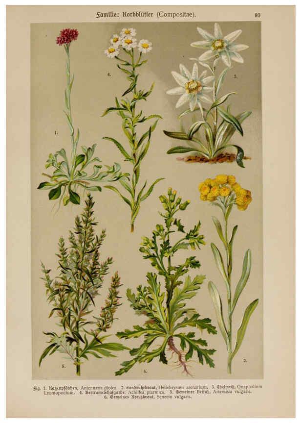 Reproducción/Reproduction 6425023521: Hoffmann-Dennert botanischer Bilderatlas Suttgart,Schweizerbart,1911