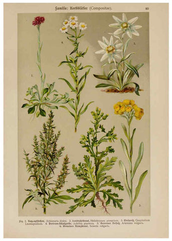 Reproducción/Reproduction 6425023521: Hoffmann-Dennert botanischer Bilderatlas Suttgart,Schweizerbart,1911