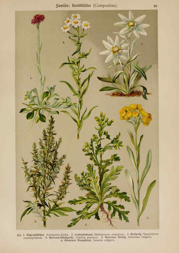 Reproducción/Reproduction 6425023521: Hoffmann-Dennert botanischer Bilderatlas Suttgart,Schweizerbart,1911