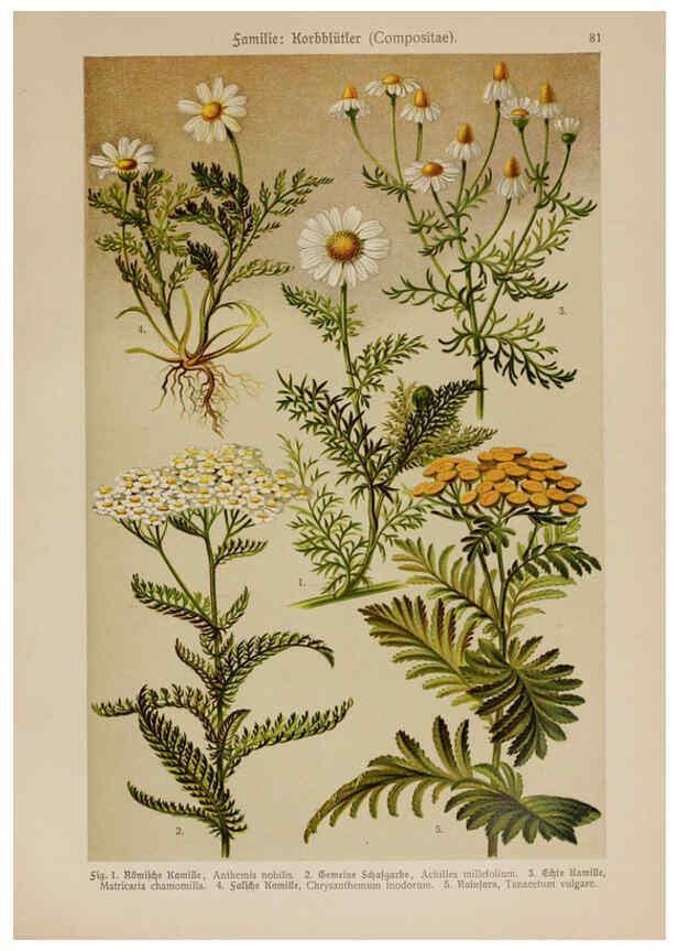 Reproducción/Reproduction 6425023905: Hoffmann-Dennert botanischer Bilderatlas Suttgart,Schweizerbart,1911