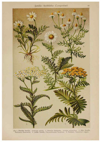 Reproducción/Reproduction 6425023905: Hoffmann-Dennert botanischer Bilderatlas Suttgart,Schweizerbart,1911